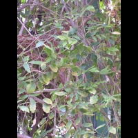 Cyphostemma laza Descoings (fam Vitacees) (Madagascar) (3)